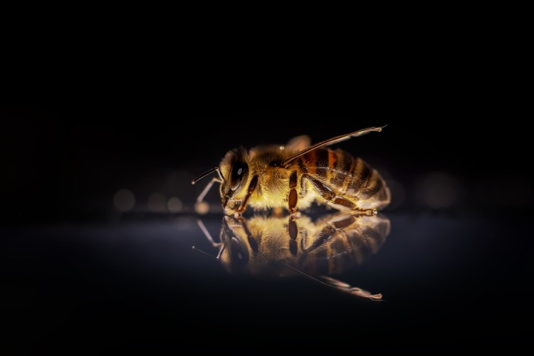 Pszczoły kontra człowiek